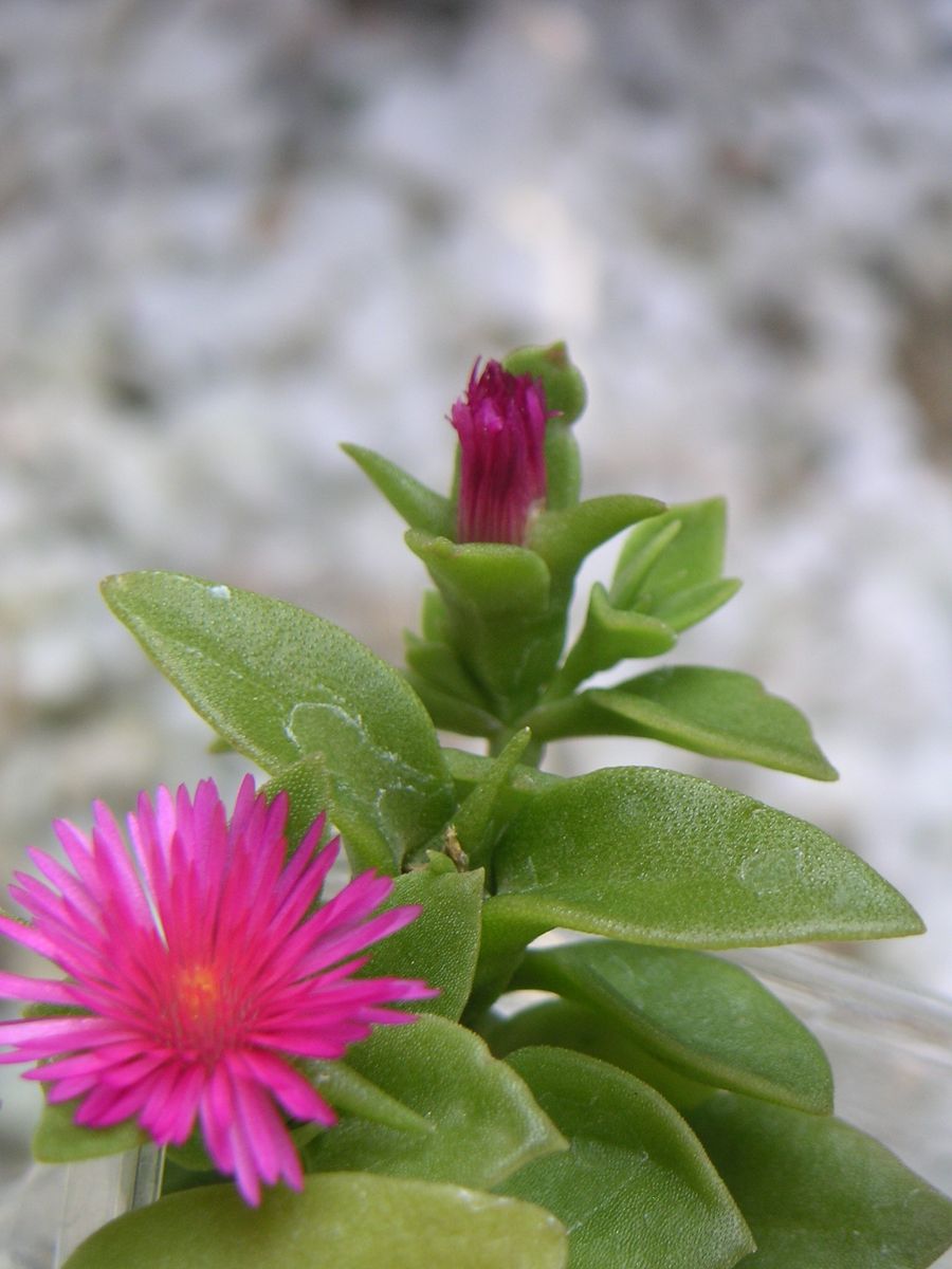 花の咲き方終わり方 花びらが生える？