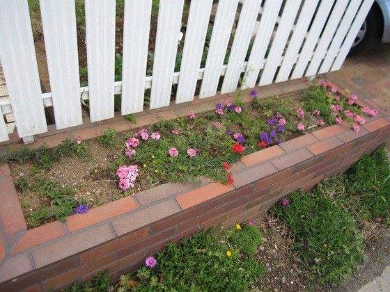 南側外側花壇にきれいに花を咲かせたい 2017年4月　また開花