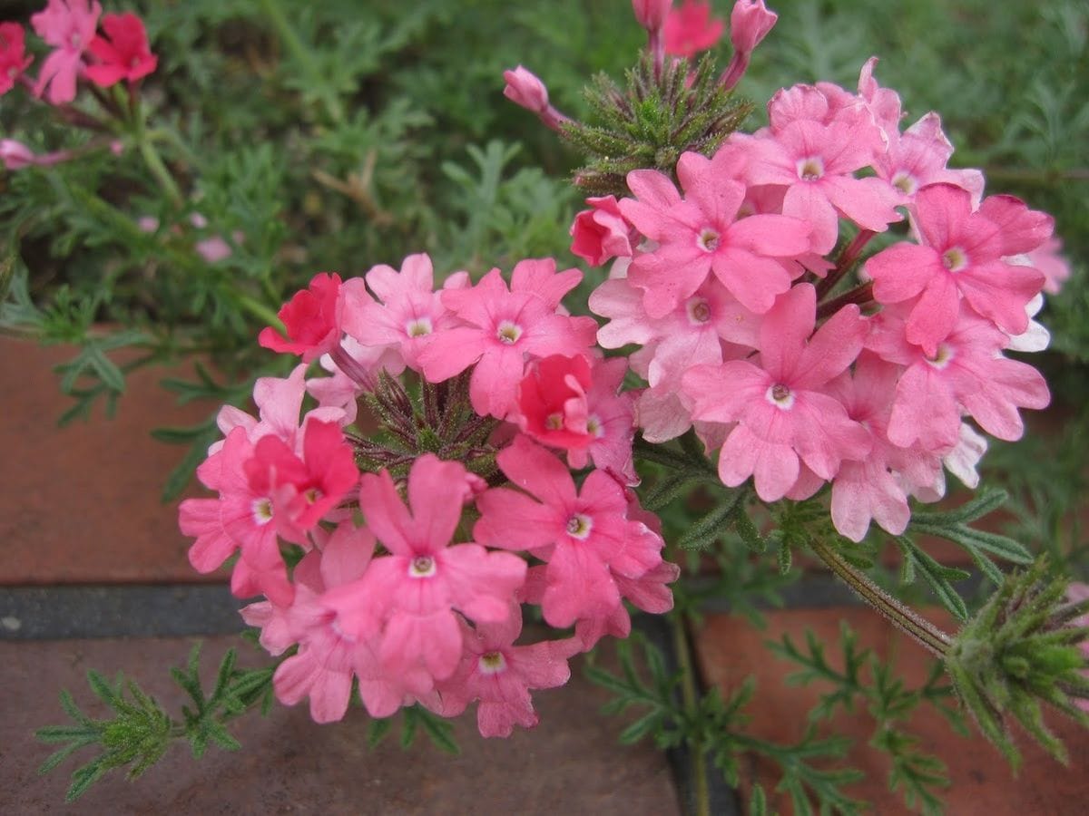 南側外側花壇にきれいに花を咲かせたい タピアンローズの花の色