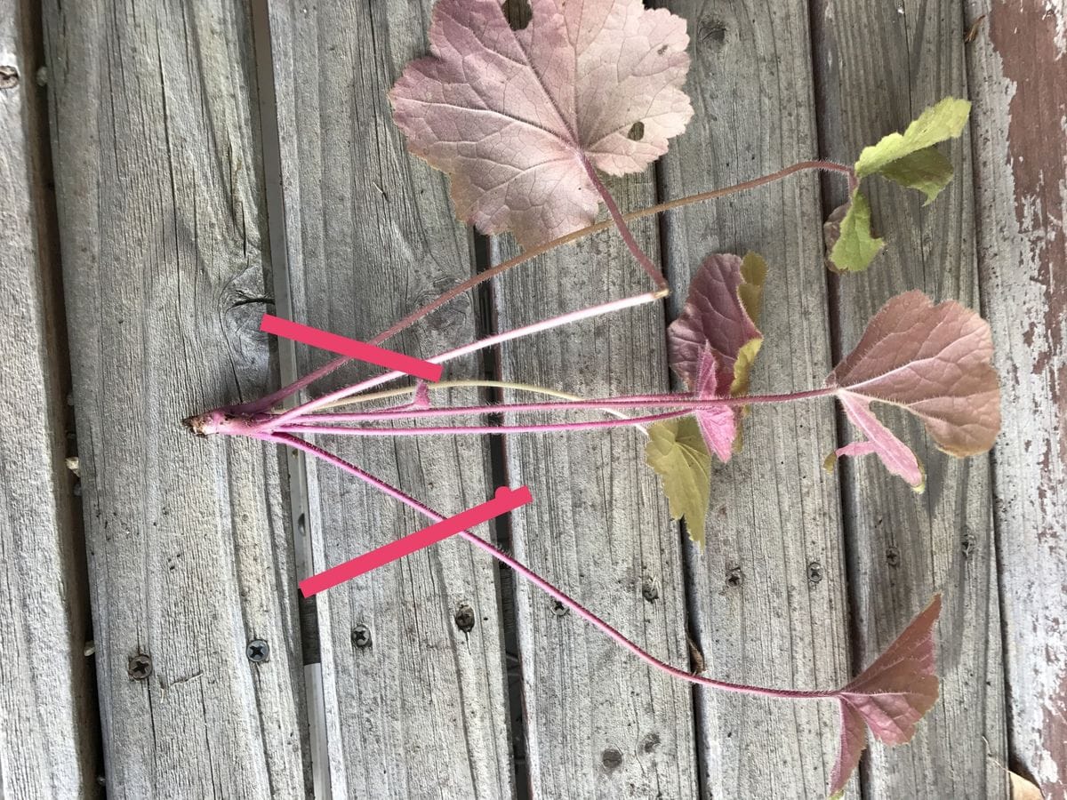 ヒューケラ 挿し芽 挿し穂作り