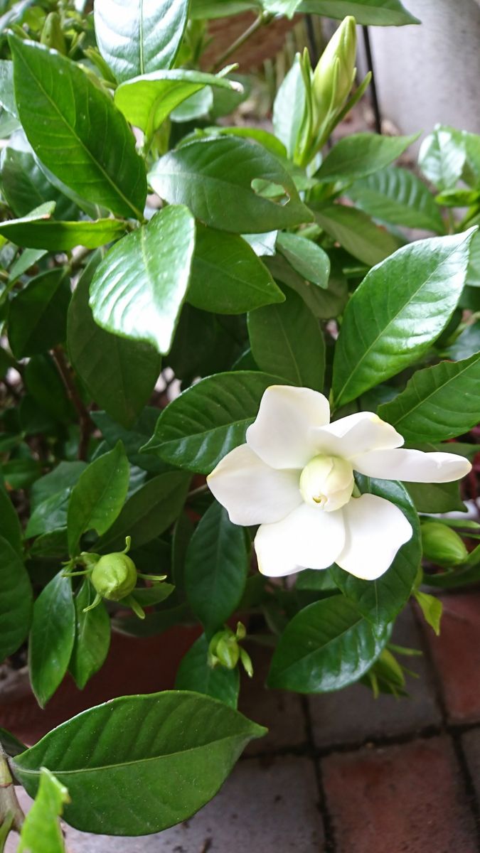 くちなしの香りは最高です 6月6日最初の花