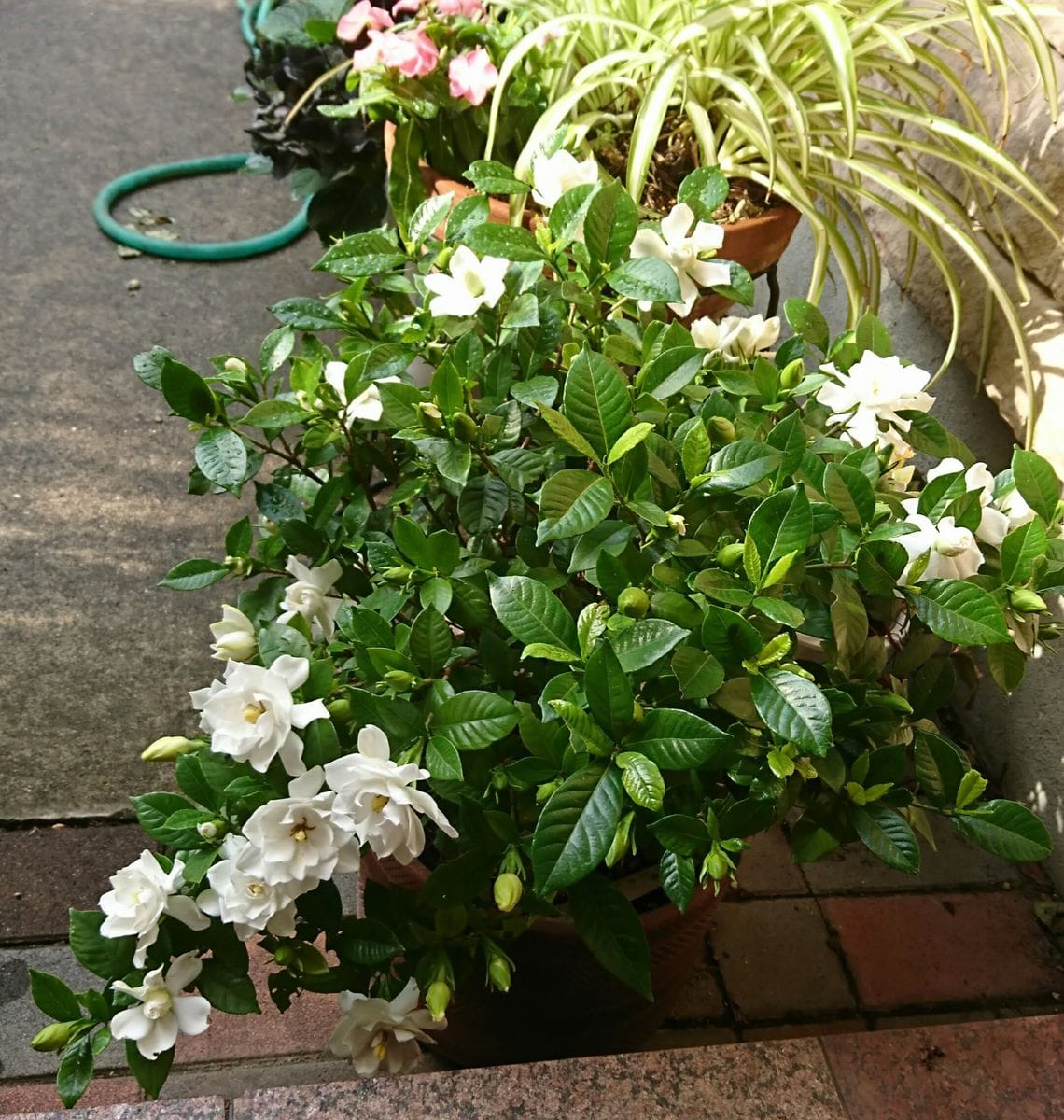 くちなしの香りは最高です 開花が進んできたところ