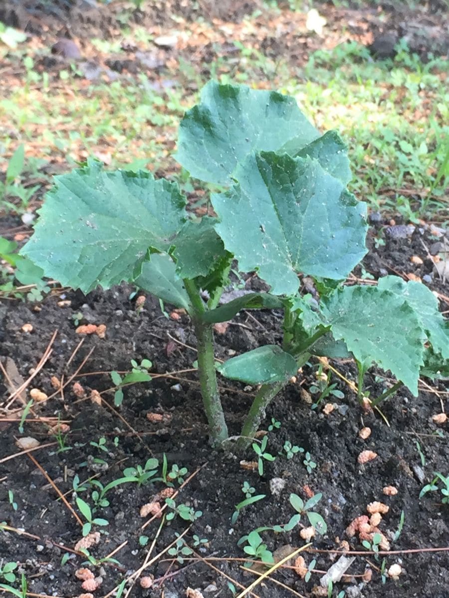 きゅうり 2017 苗を植えてから2週間ちょっと