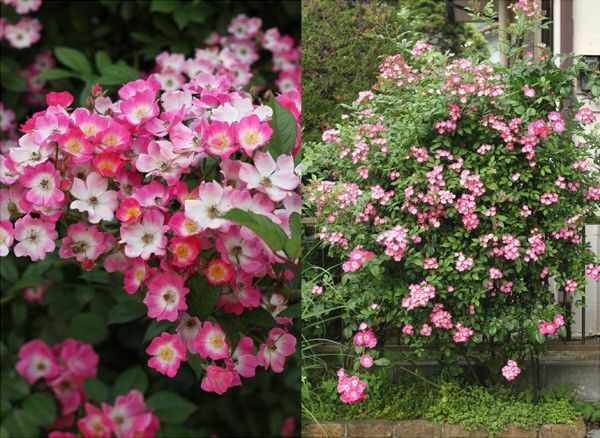 つるバラ８種（2017年の開花） モーツァルト