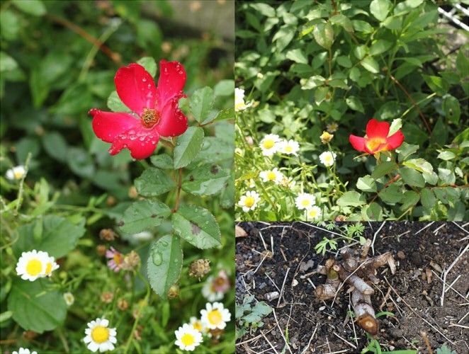 つるバラ８種（2017年の開花） カクテル