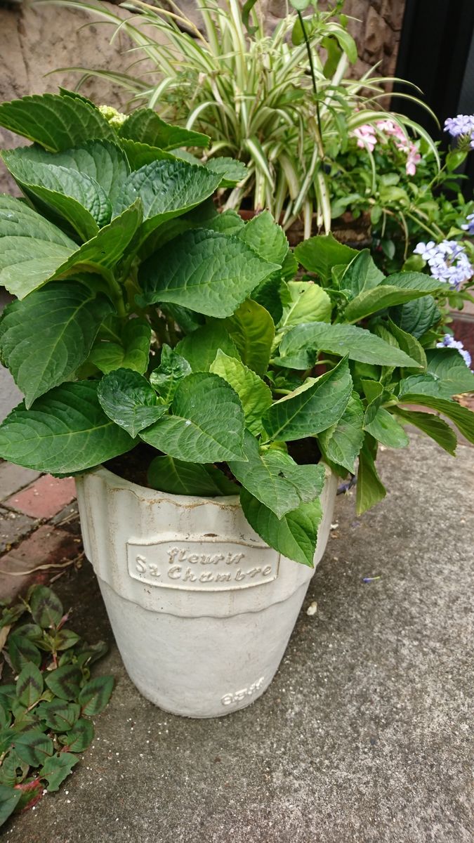 忘れられない花  ディープパープル 植えかえました。