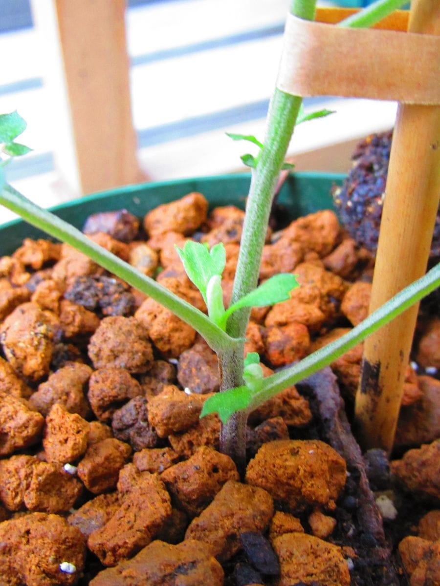 古典菊より教わる菊の世界 脇芽の処置