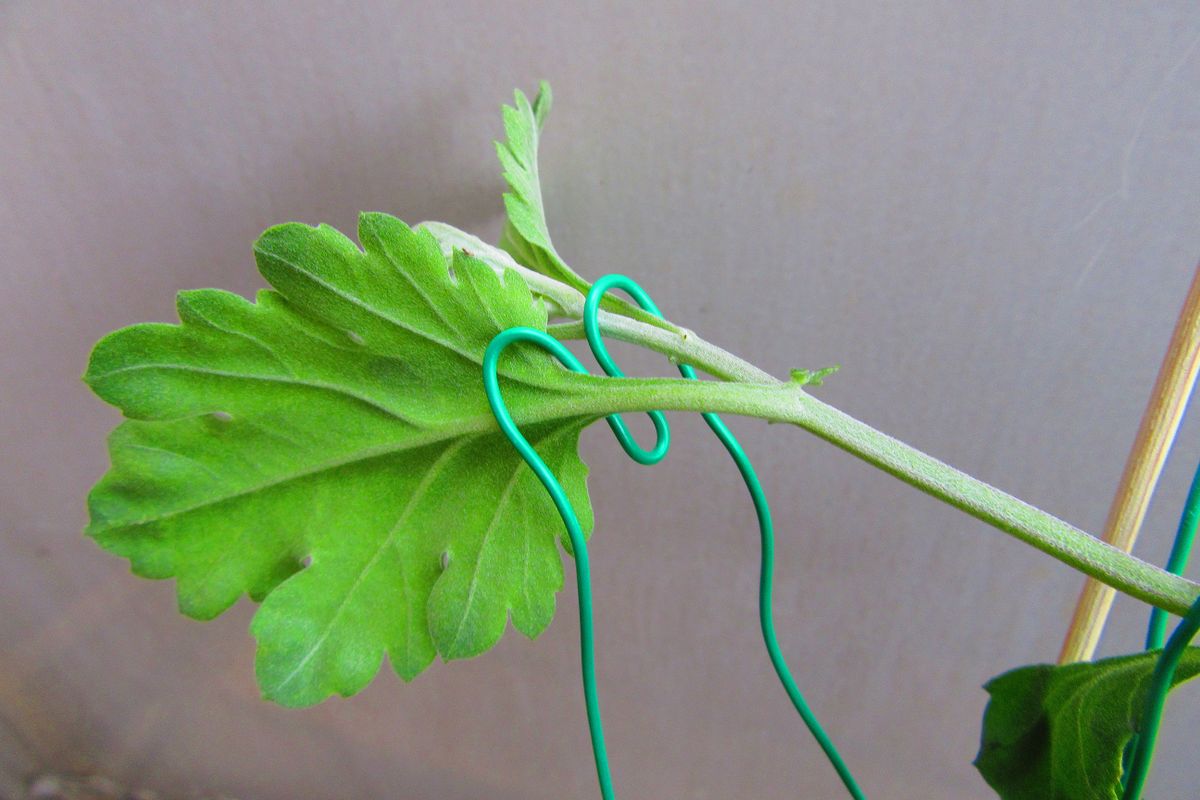 古典菊より教わる菊の世界 ワイヤー先端のかませ部分拡大