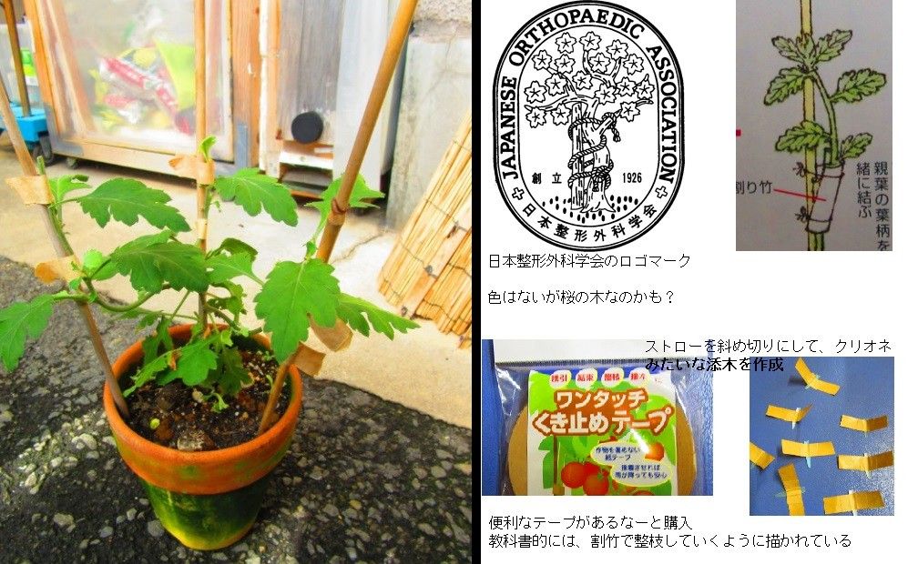 古典菊より教わる菊の世界 菊の胴切りと鉢替え①　７月11日