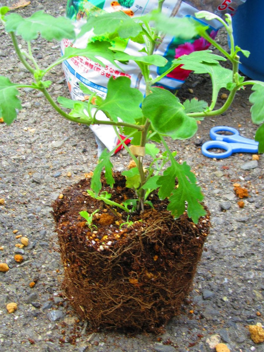 古典菊より教わる菊の世界 根の様子　鉢替え　７月11日