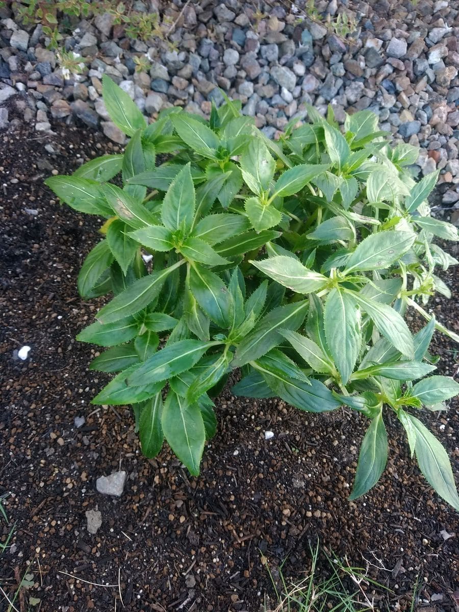 大株を目指す サンパチェンス編 地植えサバイバルに変更