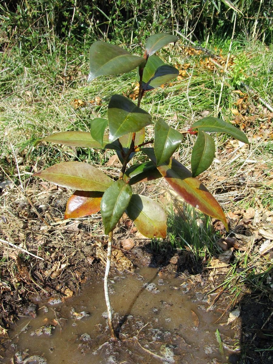 ツバキ、花が咲くまで頑張って 植え替え