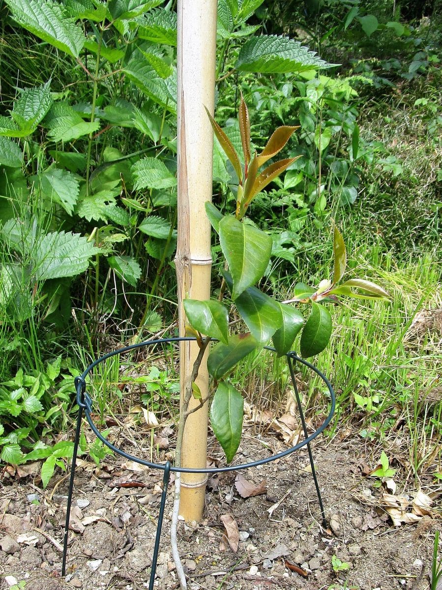 ツバキ、花が咲くまで頑張って 根付いた。