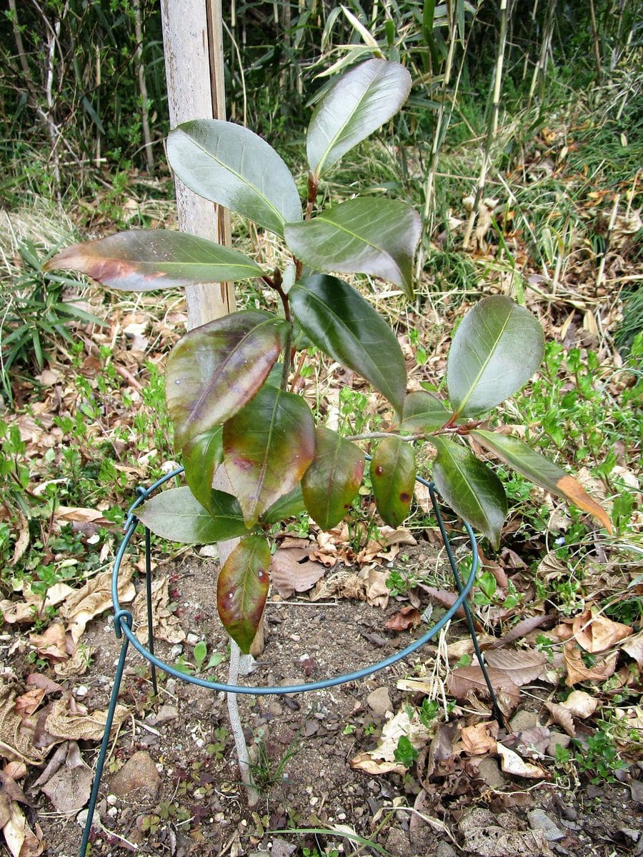 ツバキ、花が咲くまで頑張って 元気がないよ～。