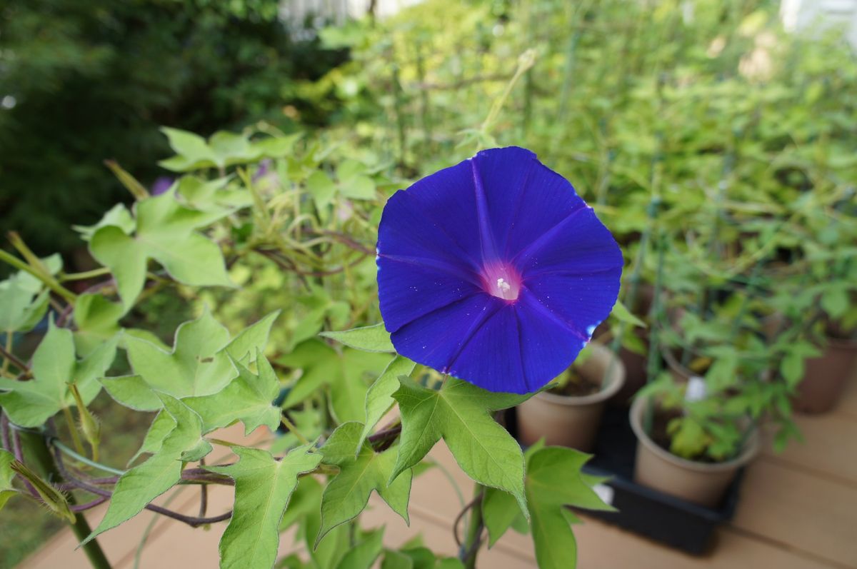 青海松葉吹詰紫細切采咲牡丹 最初の開花