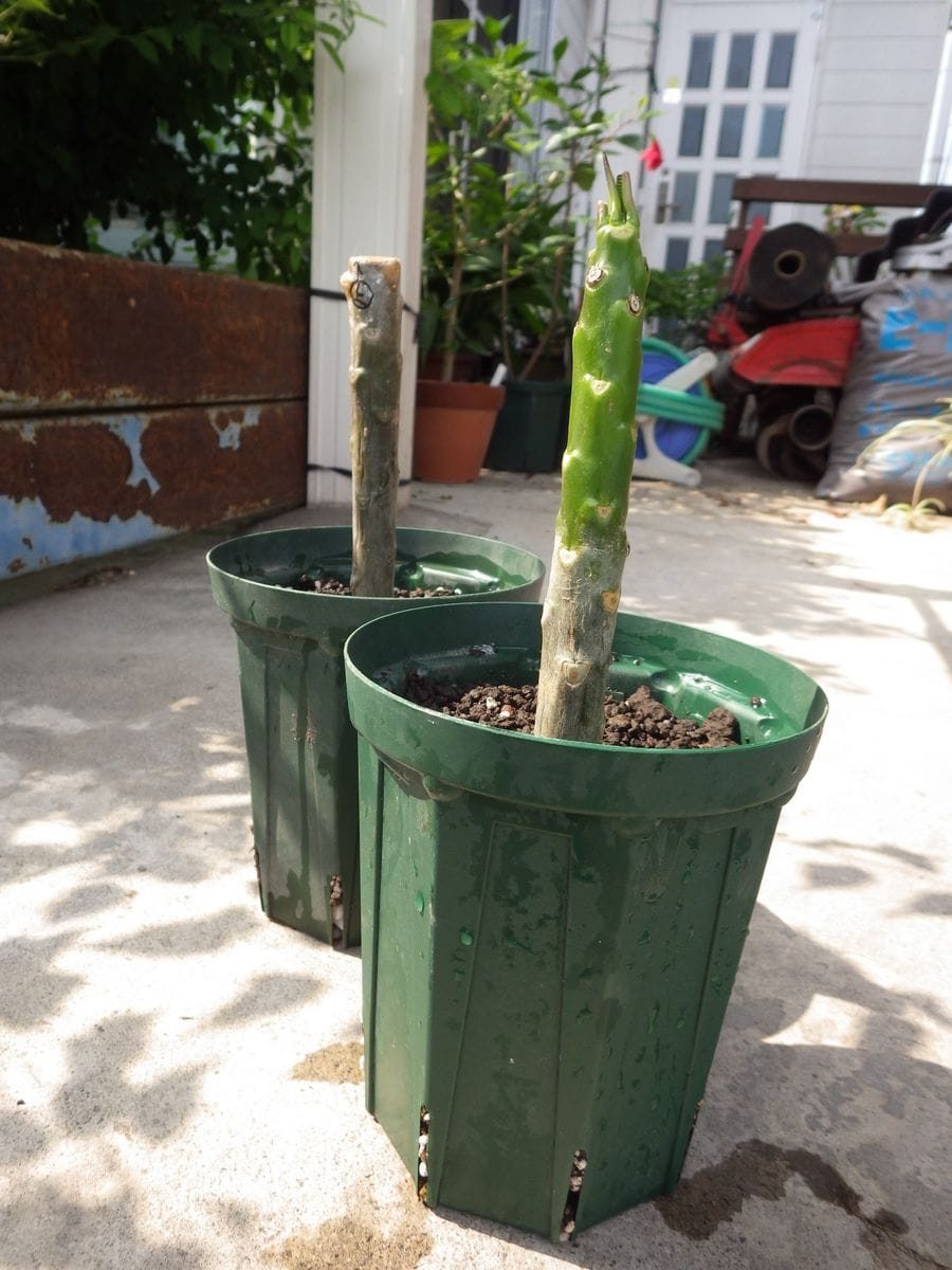 Plumeria 　再びの開花を目指して 植え付け