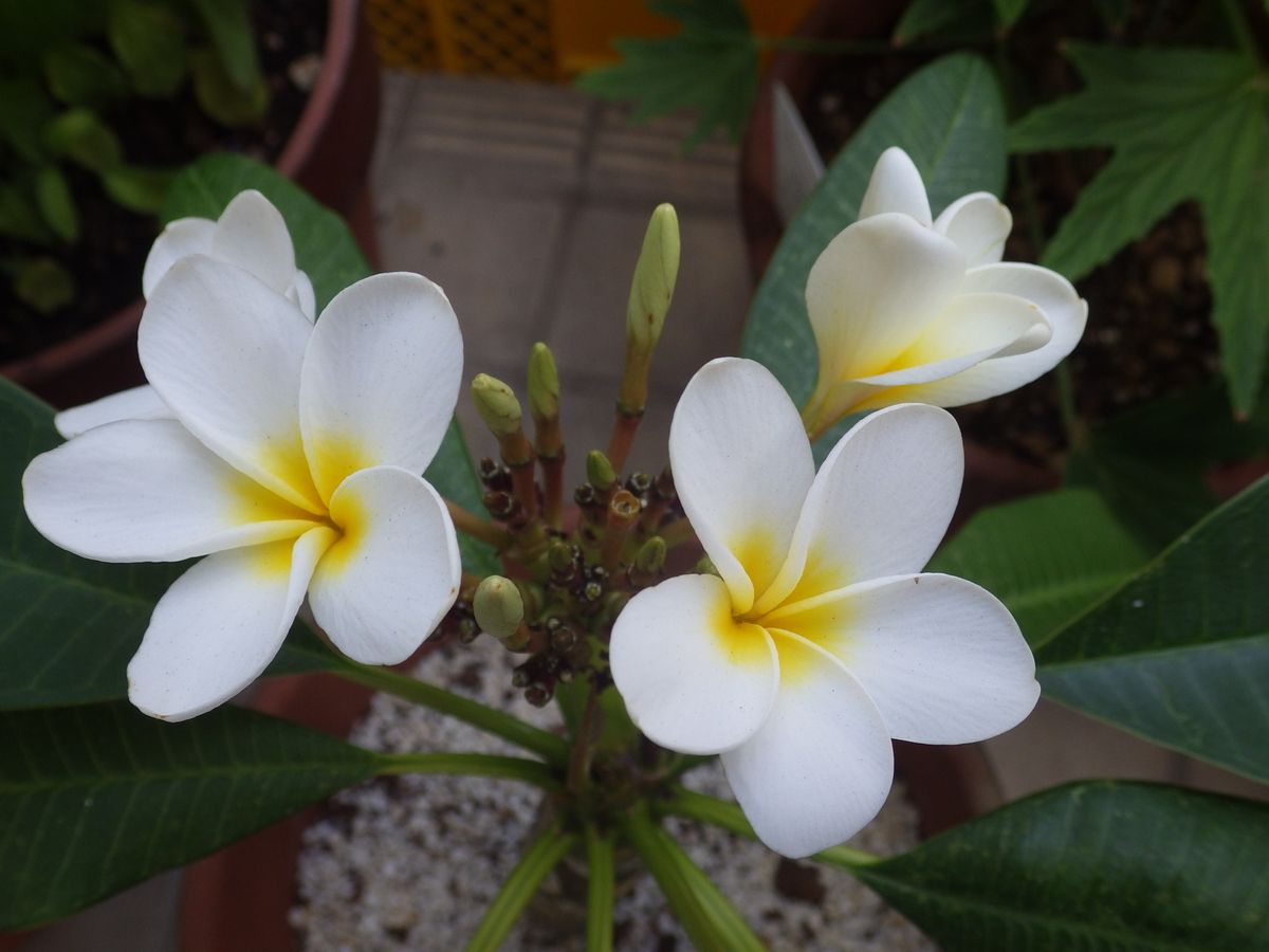 Plumeria 　再びの開花を目指して