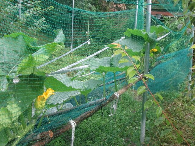 カボチャアズマエビス カボチャ一番果開花