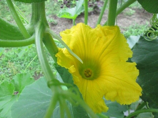 カボチャアズマエビス ６月２４日蕾が開花受粉作業