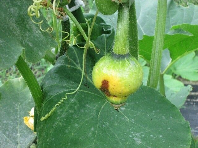 カボチャアズマエビス ズッキーニの花粉じゃー駄目でした。