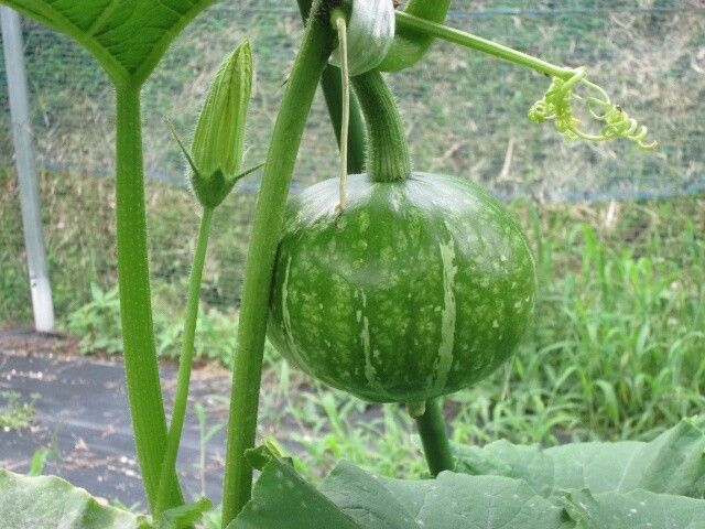 カボチャアズマエビス ２日違いでズッキーニの花粉で良好