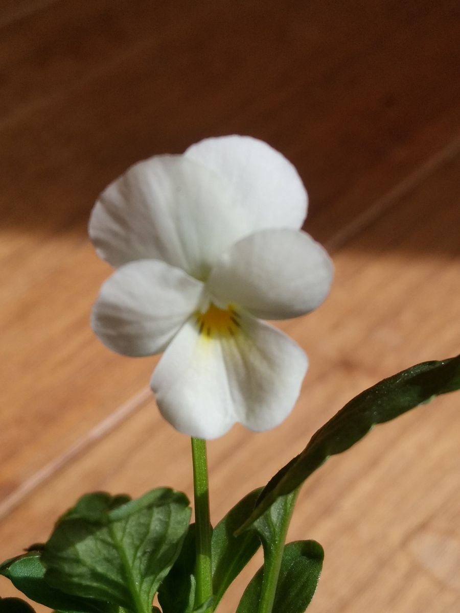 七夕に早まき　ビオラももか みるくももか開花