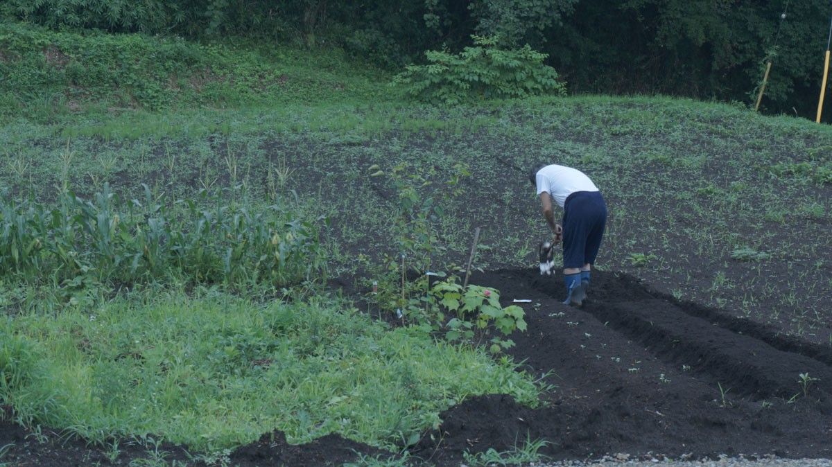 毎朝呼びかけています「ベッキーーー！」 地植えしました