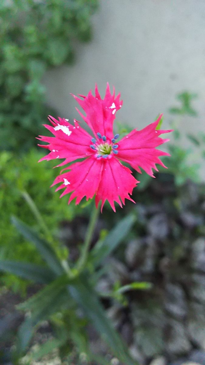 七夕（仙節） 7月8日に開花しました