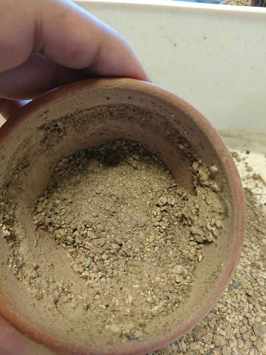 ハオルチアとガステリアは根で呼吸をする 微塵の多い土