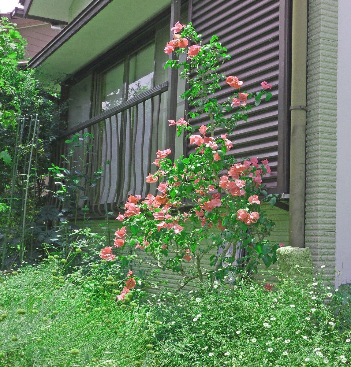 咲け！力強く！ゴージャスに！　地植え編 樹形情報