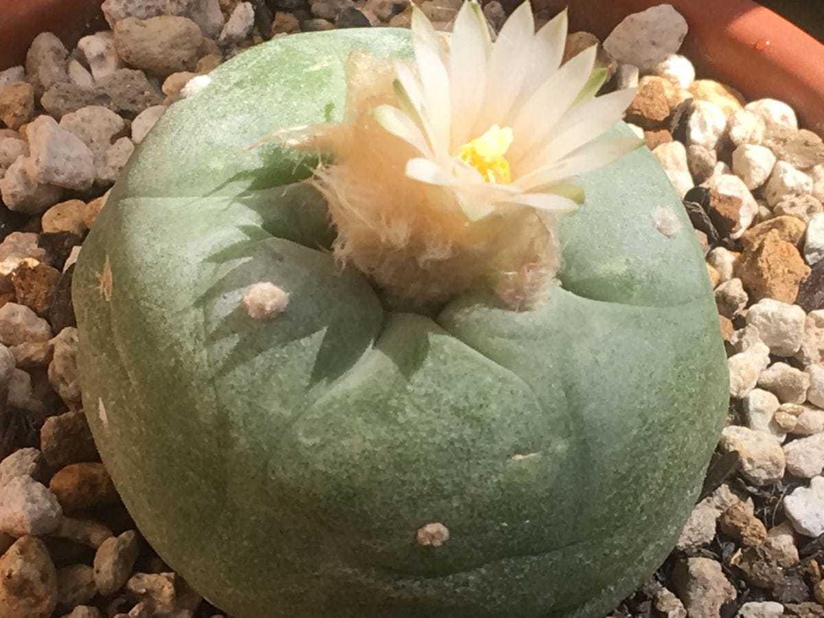 また咲いたサボテン 烏羽玉🌵 あれ、また咲いた 🌼