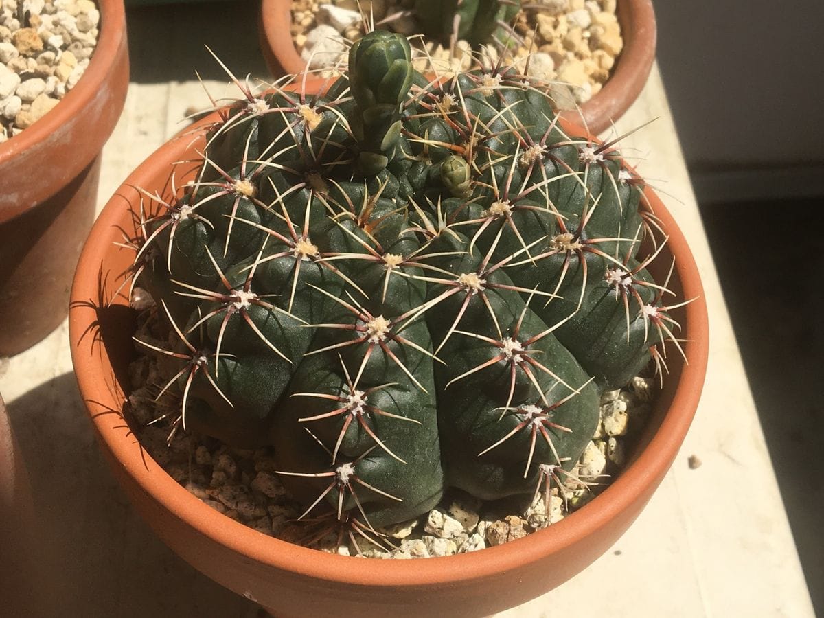 また咲いたサボテン 烏羽玉🌵 緋花玉もなんかヘン