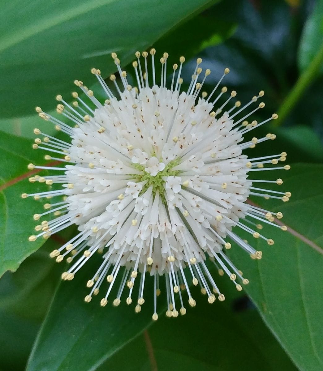 谷渡りの木 花火🎆