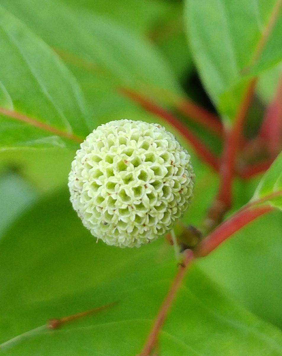 谷渡りの木 ツルツルになりました～切り戻し