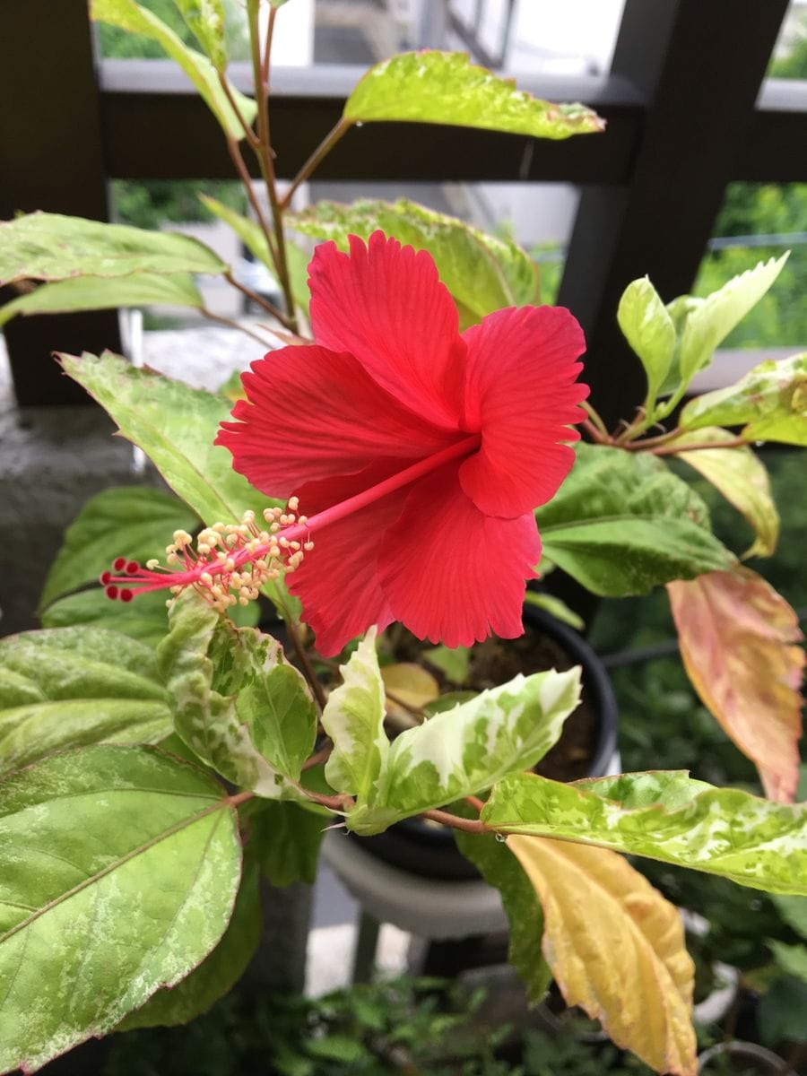 ハイビスカス🌺 さし芽2年目の花