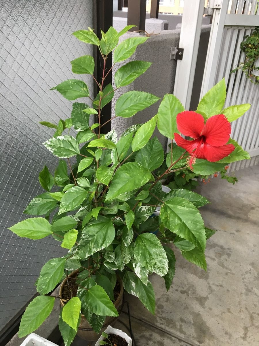 ハイビスカス🌺 咲きました🌺