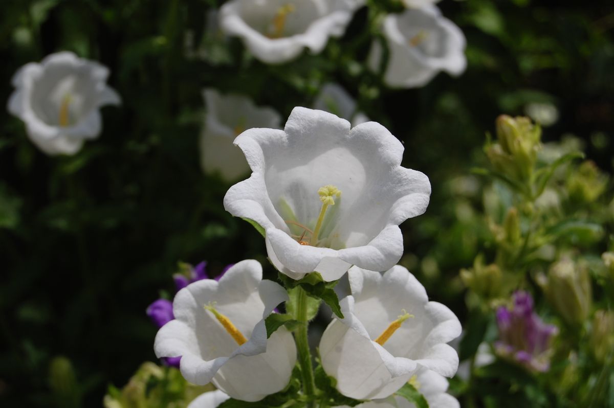 種の色で花色は決まる？？ 白花は白い種から…偶然？