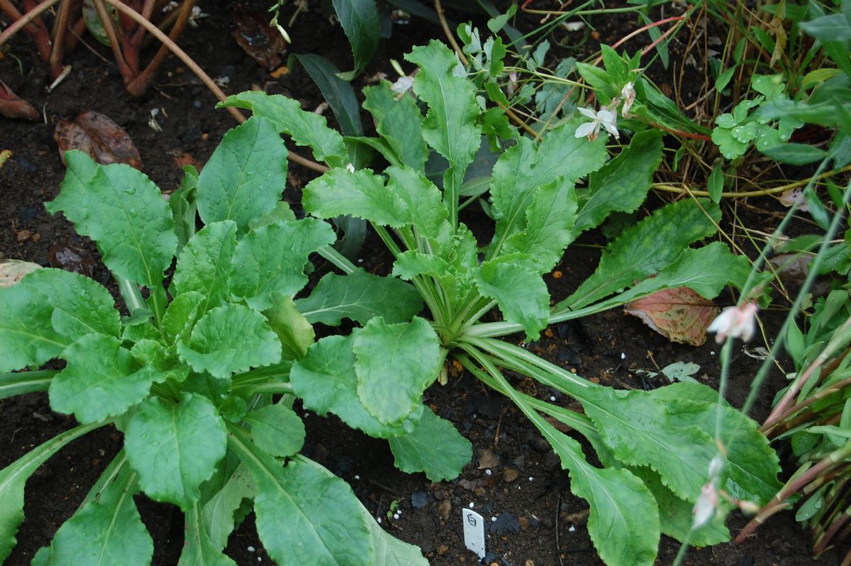 種の色で花色は決まる？？ 植え付け完了