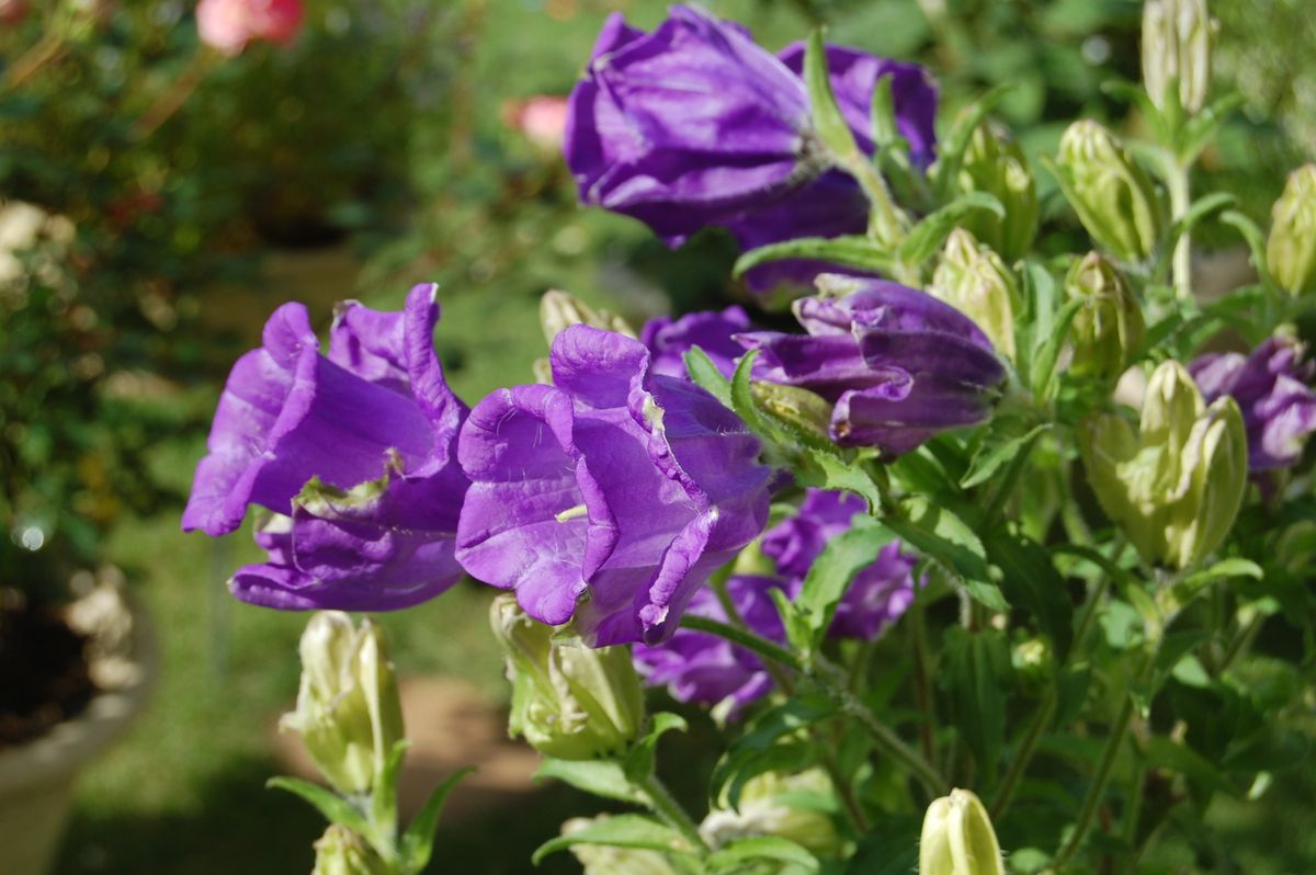 種の色で花色は決まる？？ 第一号咲きました！