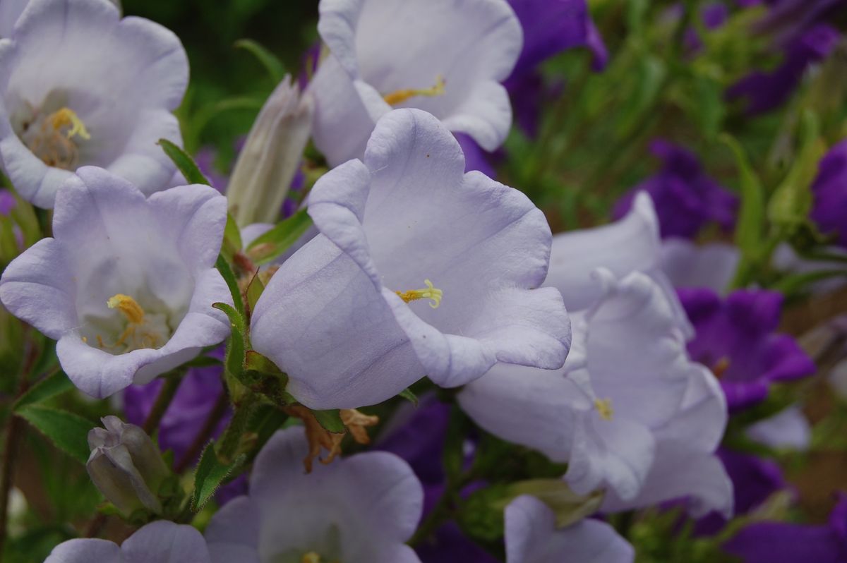 種の色で花色は決まる？？ 淡い色も…