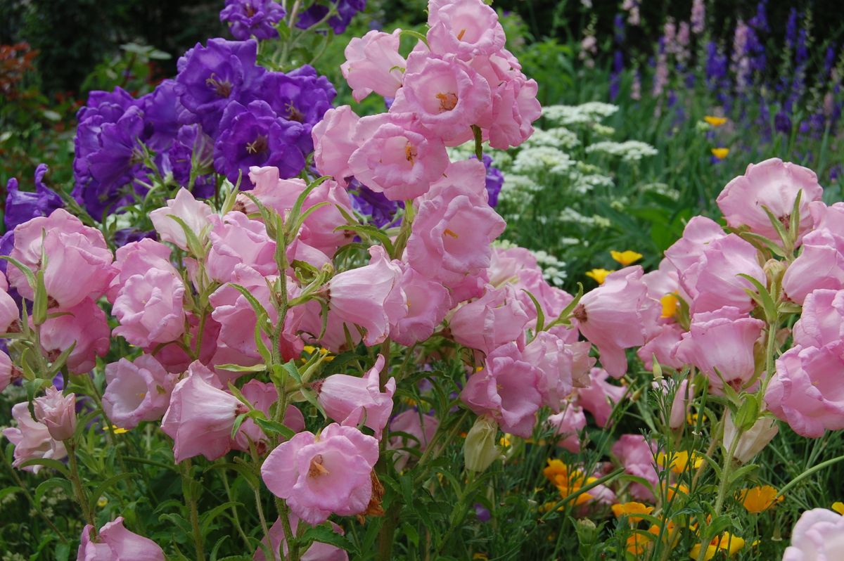 種の色で花色は決まる？？ 色々咲きました。