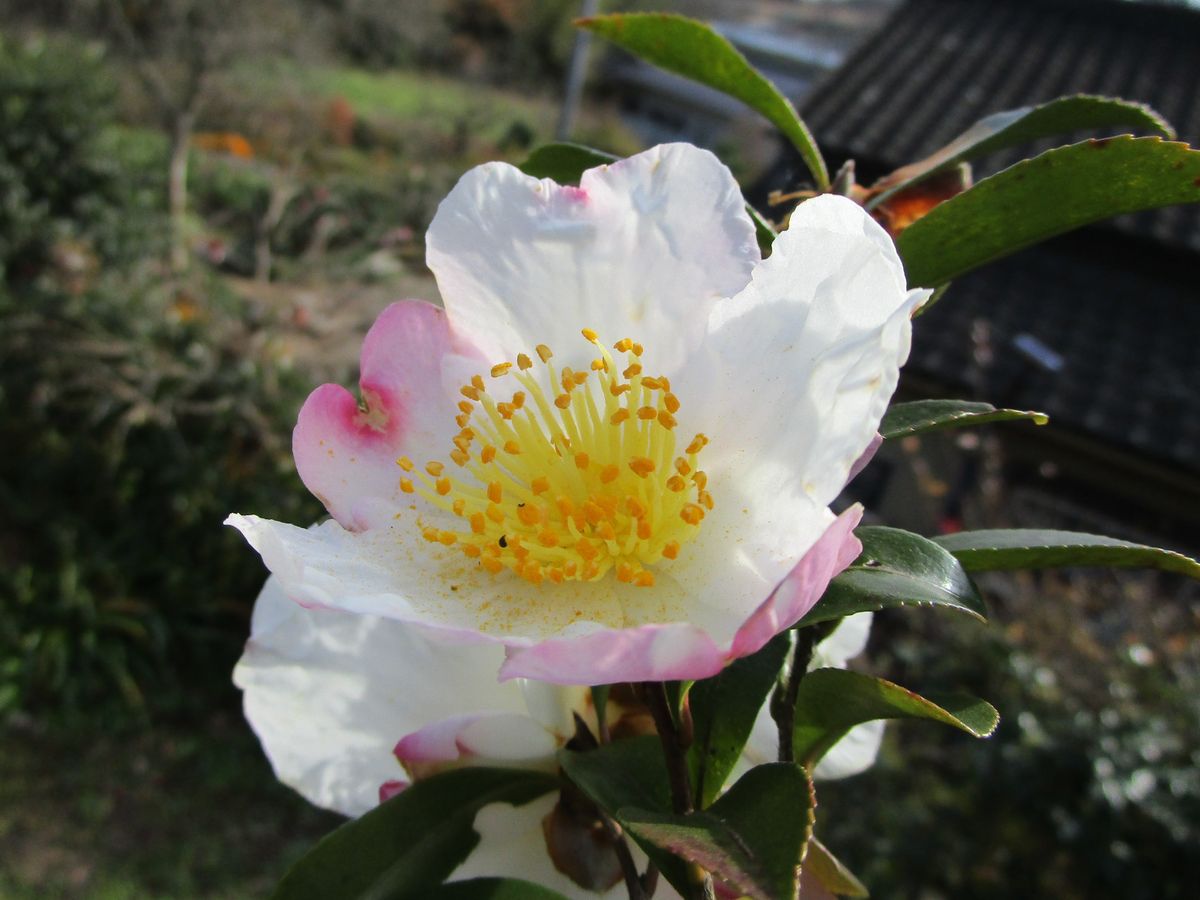 サザンカ、枯れないで 白花でした