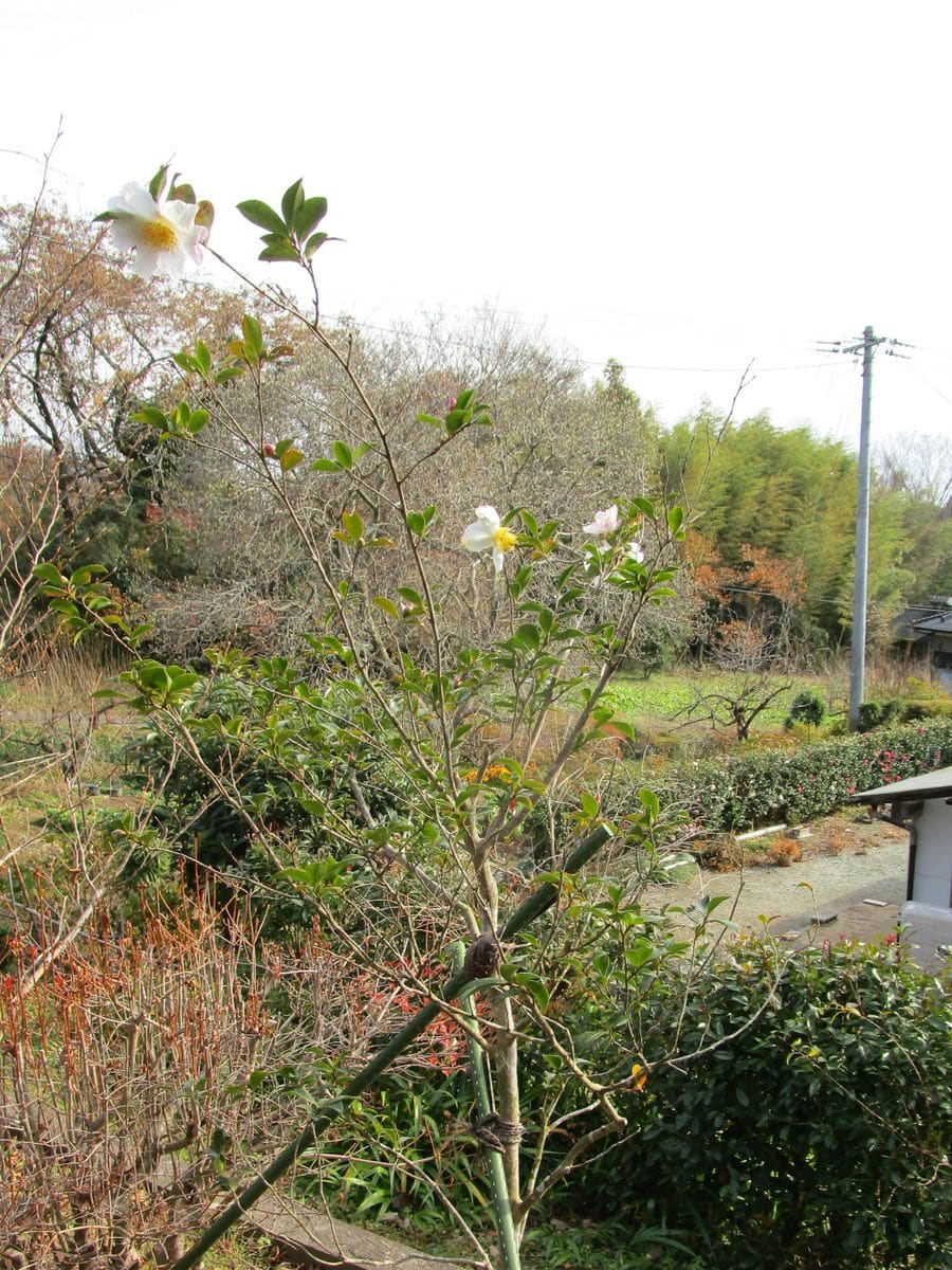 サザンカ、枯れないで 花の数は少ないけど