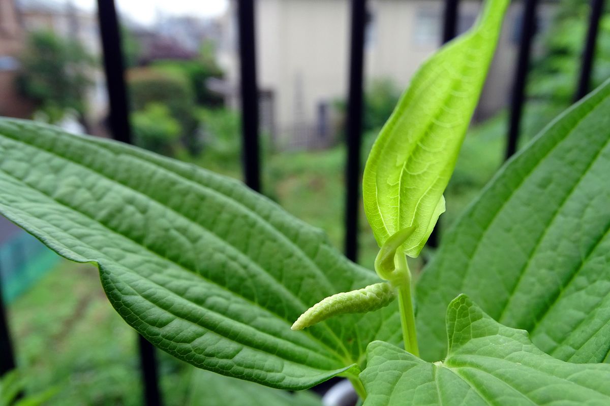 水栽培から育てました！ 花穂が出てきたけど･･( ˘•ω•˘ )