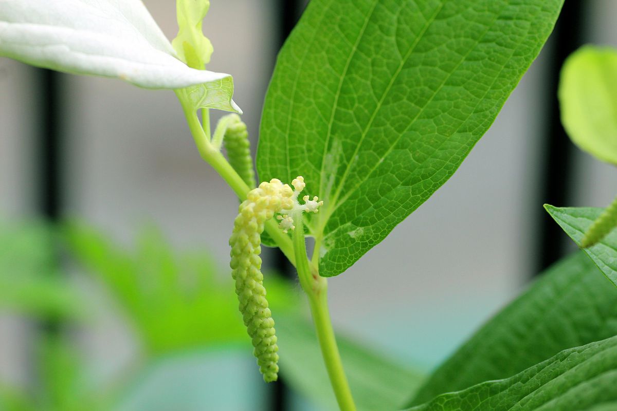 水栽培から育てました！ 花芽もほころび始めたのかな？