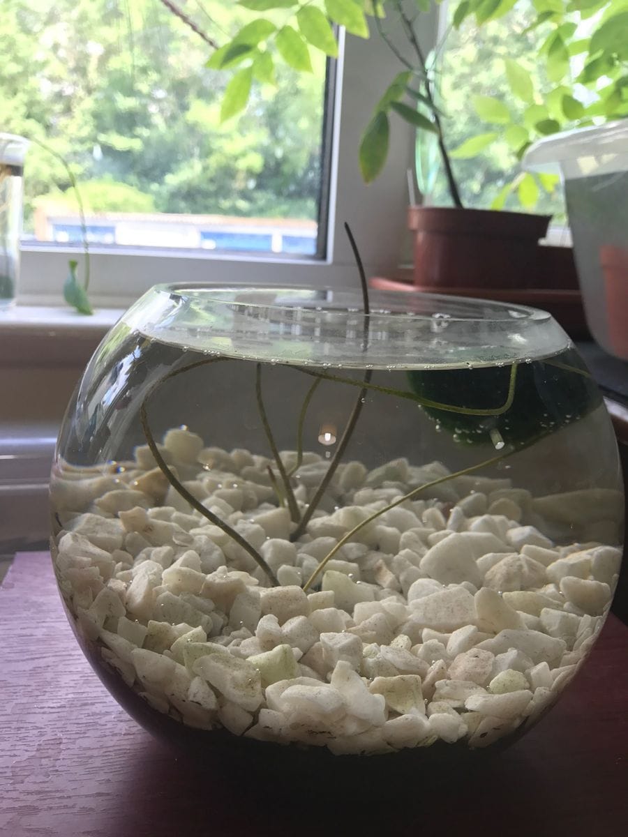はすを種からイギリスで育てています。 7月23日(日)　ミニ蓮を金魚鉢(小)に