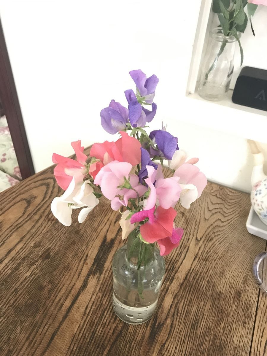 スイートピー 今日のスイトピー💐です。