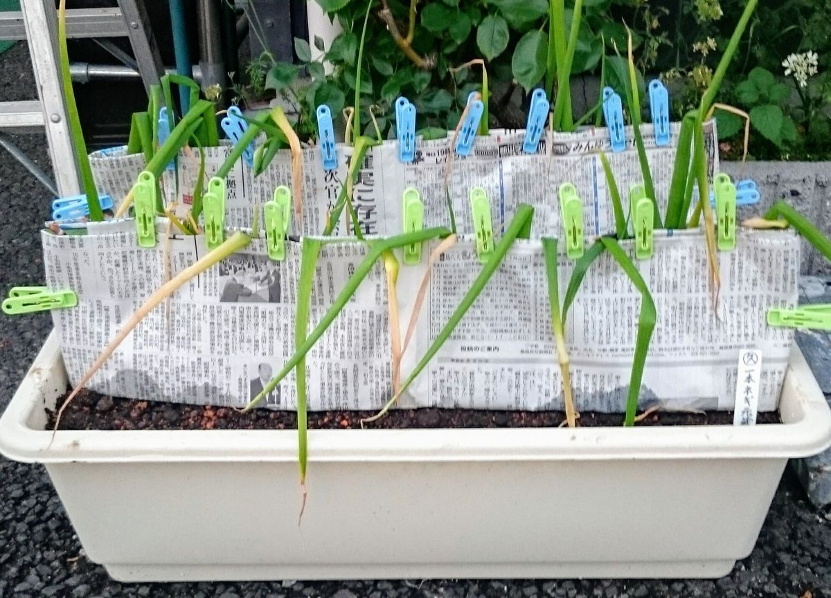 横長プランターで長ネギを育ててみる 植え付け