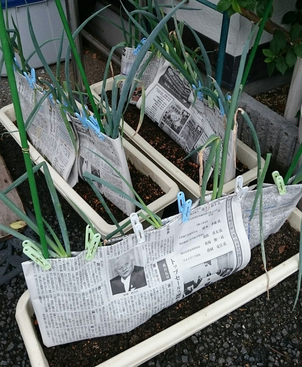 横長プランターで長ネギを育ててみる 長雨です