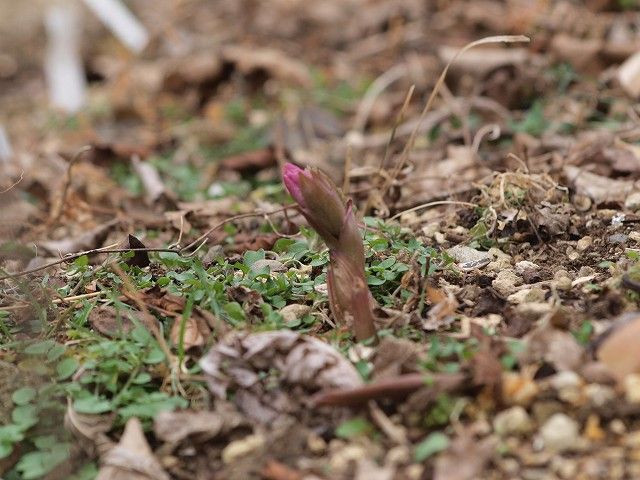 あこがれのチベタヌス ２月２０日の様子